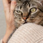 Cosa indica il comportamento del gatto quando esprime affetto: riconoscere 5 segnali certi in casa