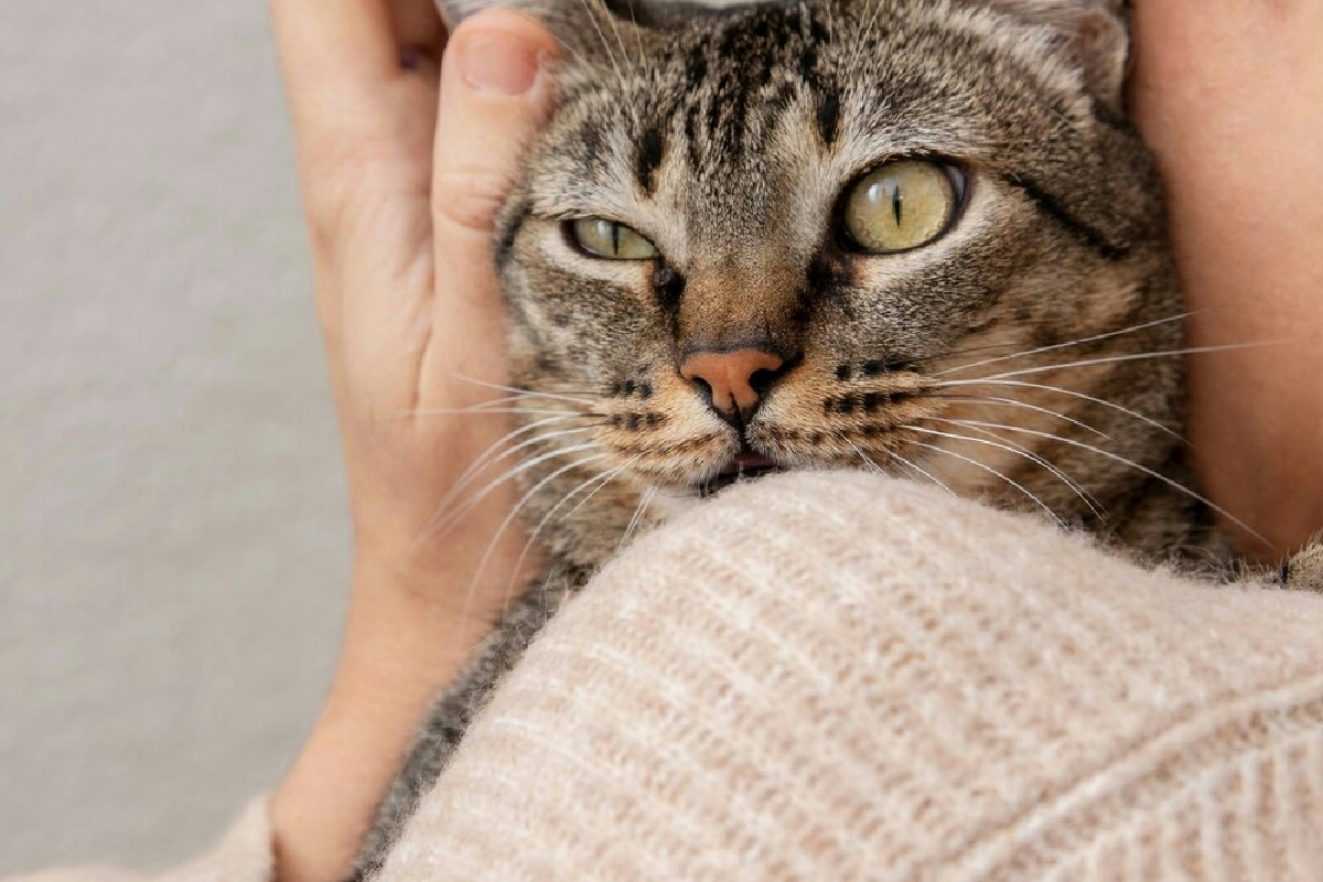 Cosa indica il comportamento del gatto quando esprime affetto: riconoscere 5 segnali certi in casa