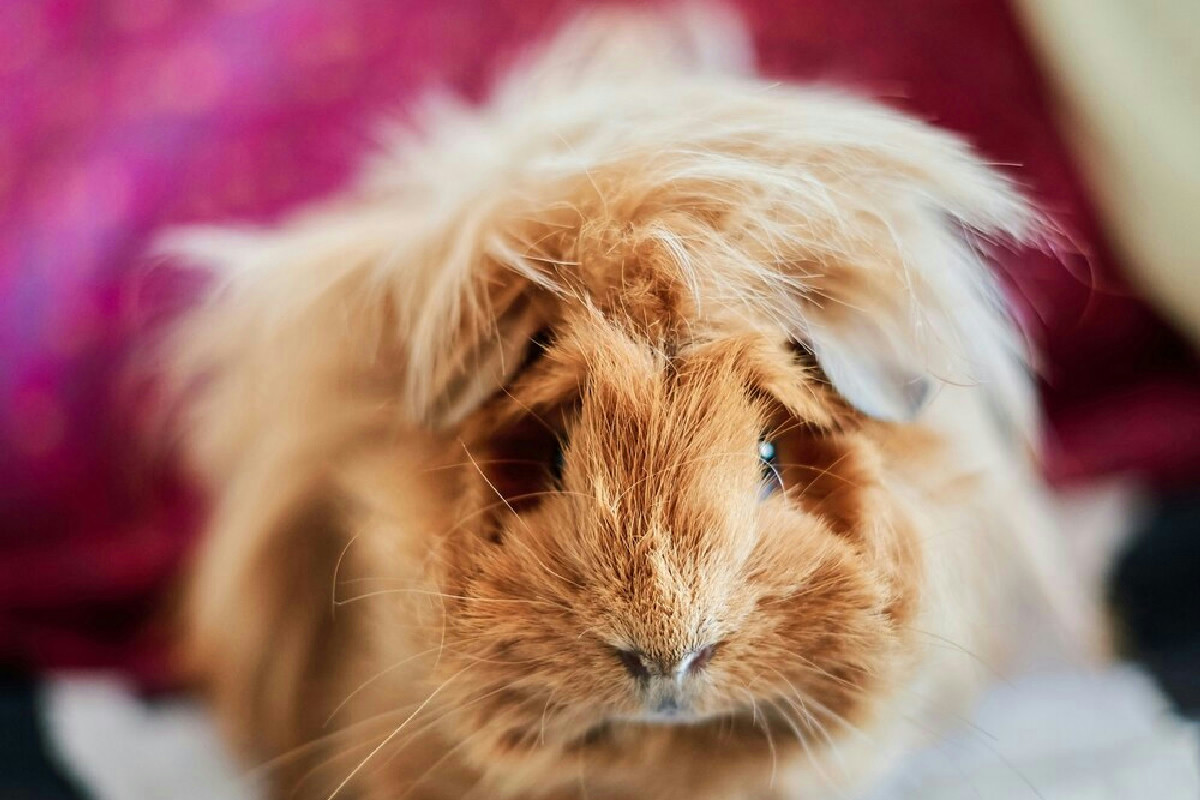 Cosa sapere prima di accogliere un Porcellino d’India per garantirgli una vita felice a casa