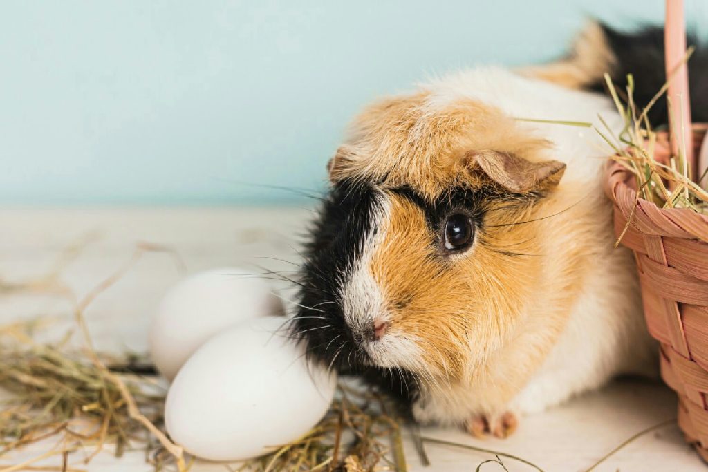 Cosa sapere prima di accogliere un Porcellino d’India per garantirgli una vita felice a casa