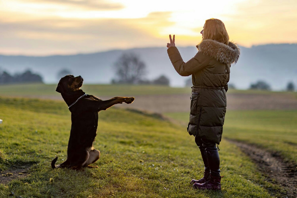 Crescere un rapporto vero con il cane: oltre le regole, l’intesa per una convivenza speciale