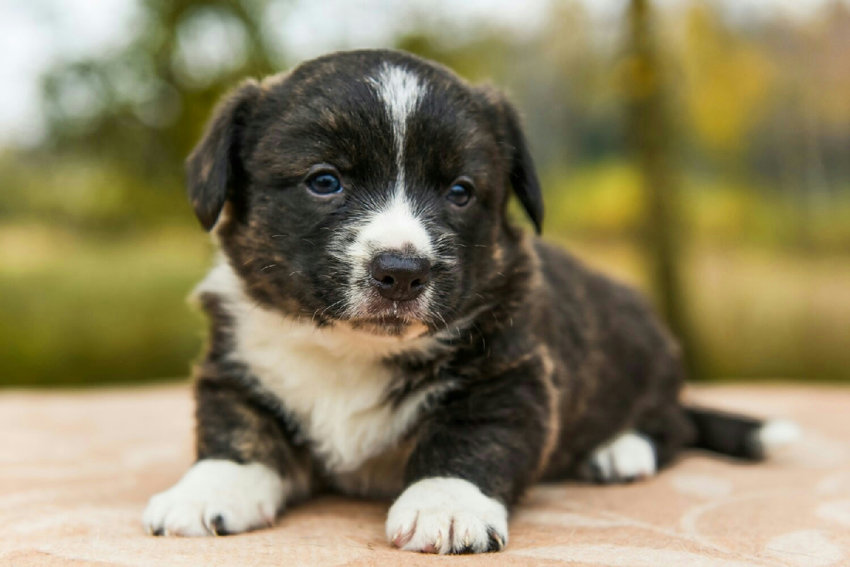 Il cucciolo sporca in casa? Ecco il semplice metodo per risolvere il problema facilmente