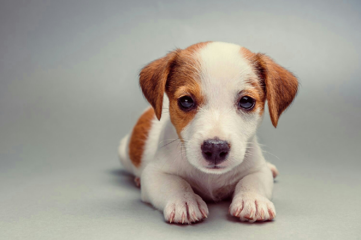 Il cucciolo sporca in casa? Ecco il semplice metodo per risolvere il problema facilmente