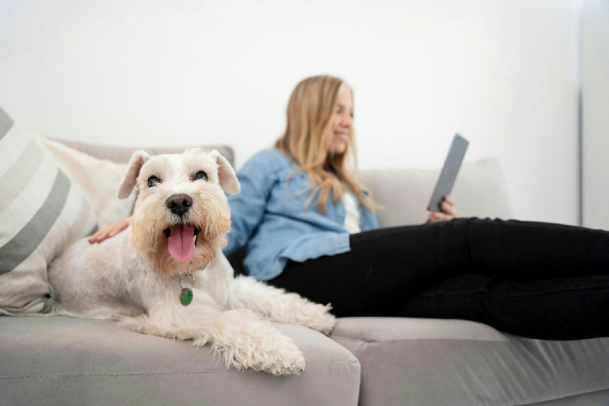 Divano rovinato dalle unghie di cani e gatti? Prova 3 trucchi facili per sistemarlo senza spese