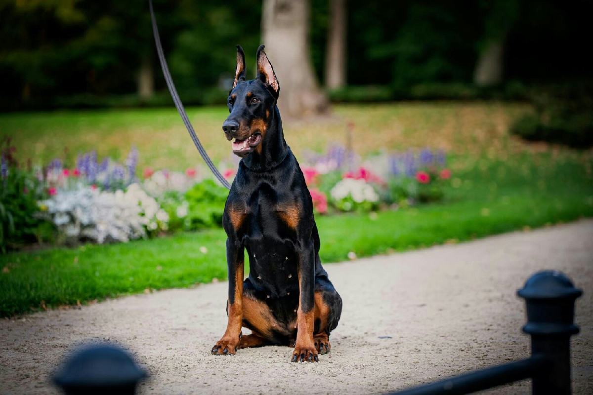 Dobermann: storia, temperamento e consigli essenziali per un'alimentazione equilibrata e sana