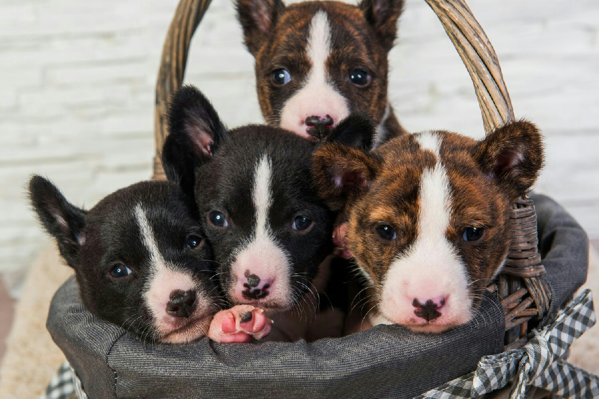 Ecco come ogni padrone può assicurare una gravidanza serena alla sua cagnolina