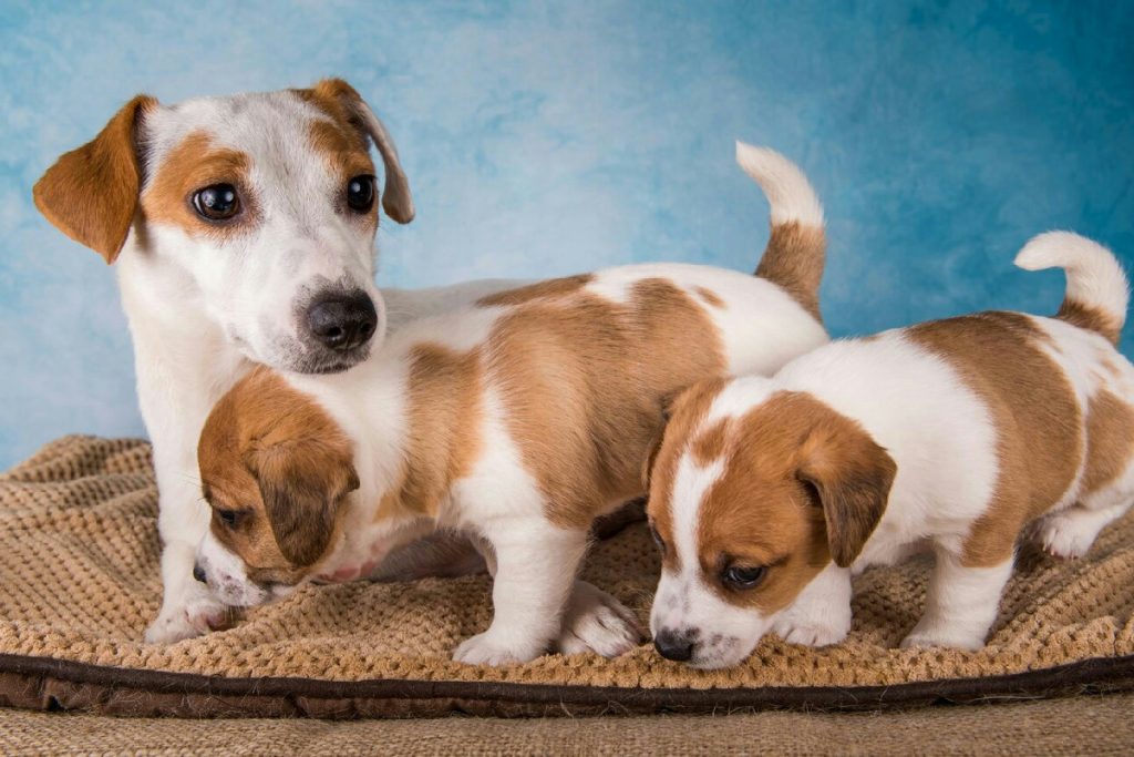 Ecco come ogni padrone può assicurare una gravidanza serena alla sua cagnolina