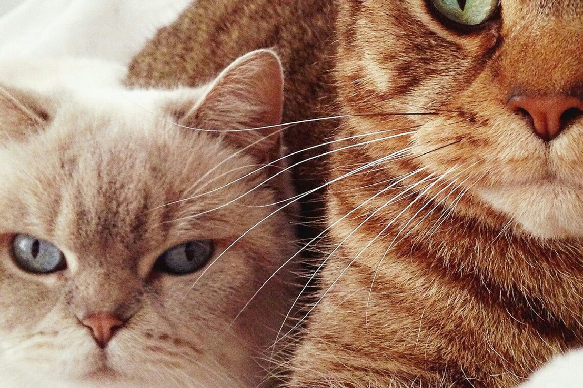 Ecco perché un intestino sano è essenziale per il benessere e la vitalità quotidiana del gatto