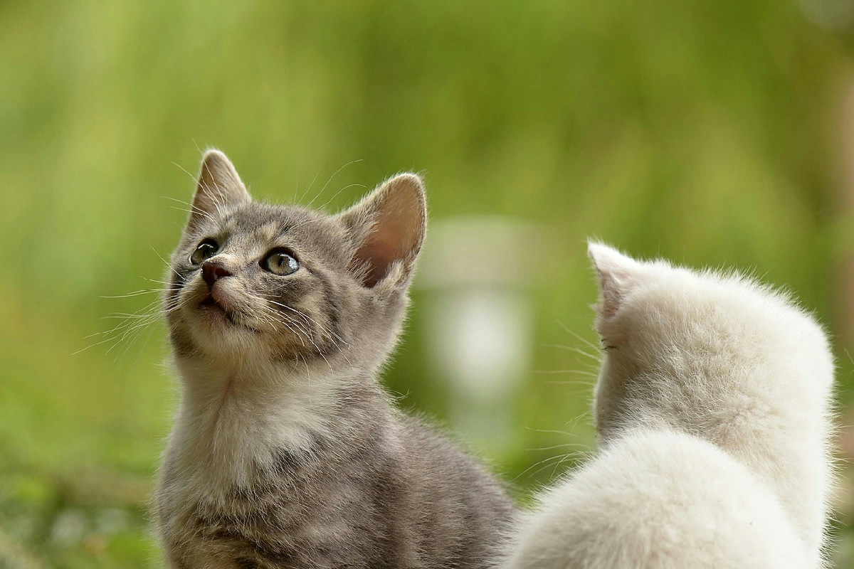 Ecco perché un intestino sano è essenziale per il benessere e la vitalità quotidiana del gatto