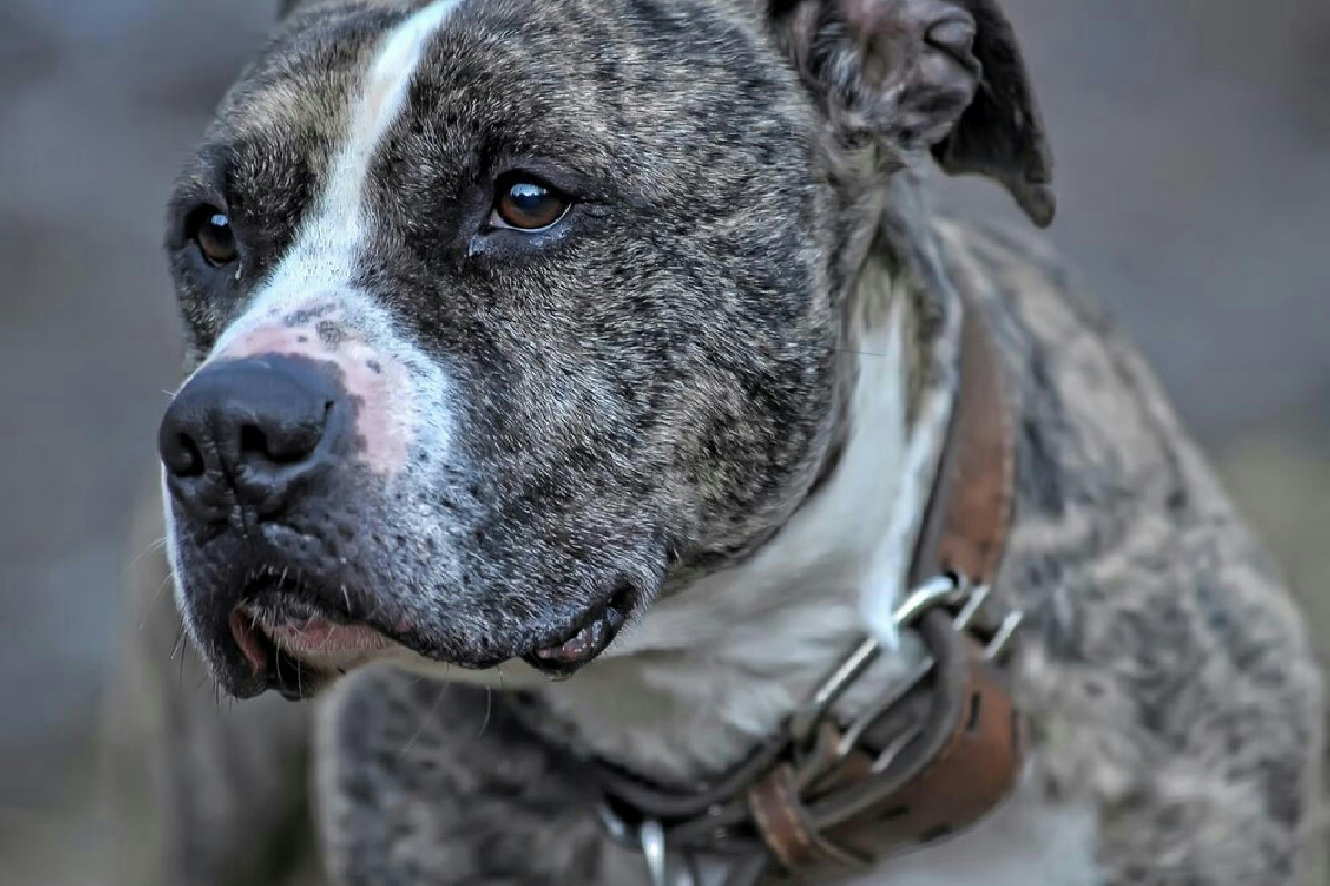 Fattori determinanti per la salute articolare dei cani di grossa taglia e strategie per preservarla al meglio