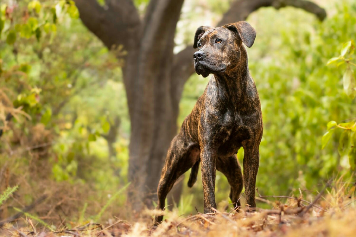 Fattori determinanti per la salute articolare dei cani di grossa taglia e strategie per preservarla al meglio