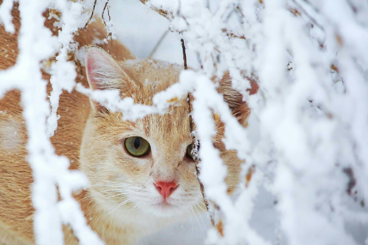 Freddo intenso e gatti: reazioni feline e attenzioni indispensabili per proteggerli d’inverno in casa