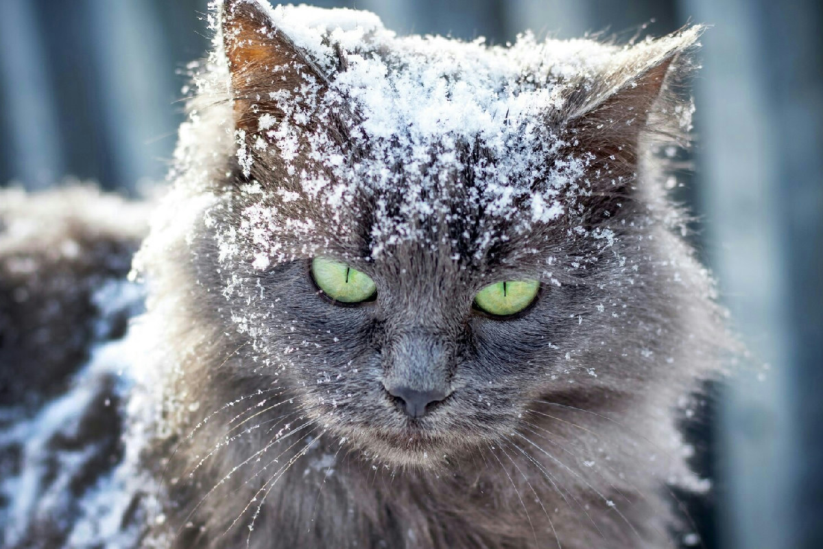 Freddo intenso e gatti: reazioni feline e attenzioni indispensabili per proteggerli d’inverno in casa