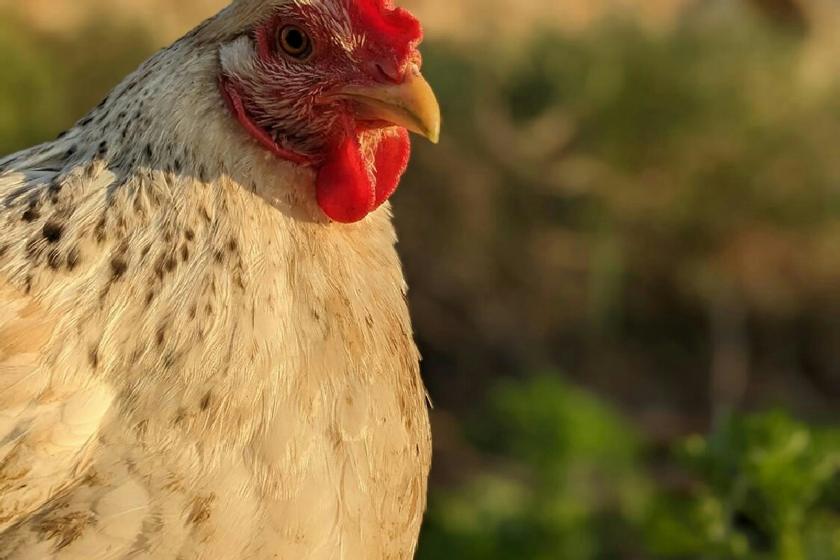 Gallina, gallo e pulcino: curiosità e racconto sul loro mondo e comportamento naturale
