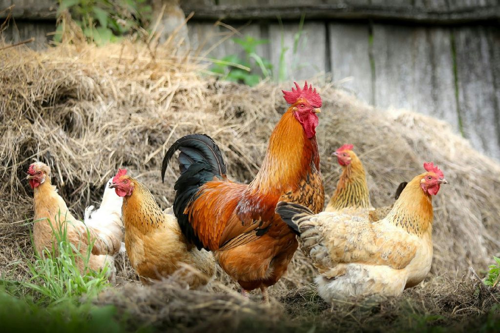 Gallina, gallo e pulcino: curiosità e racconto sul loro mondo e comportamento naturale