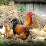 Gallina, gallo e pulcino: curiosità e racconto sul loro mondo e comportamento naturale