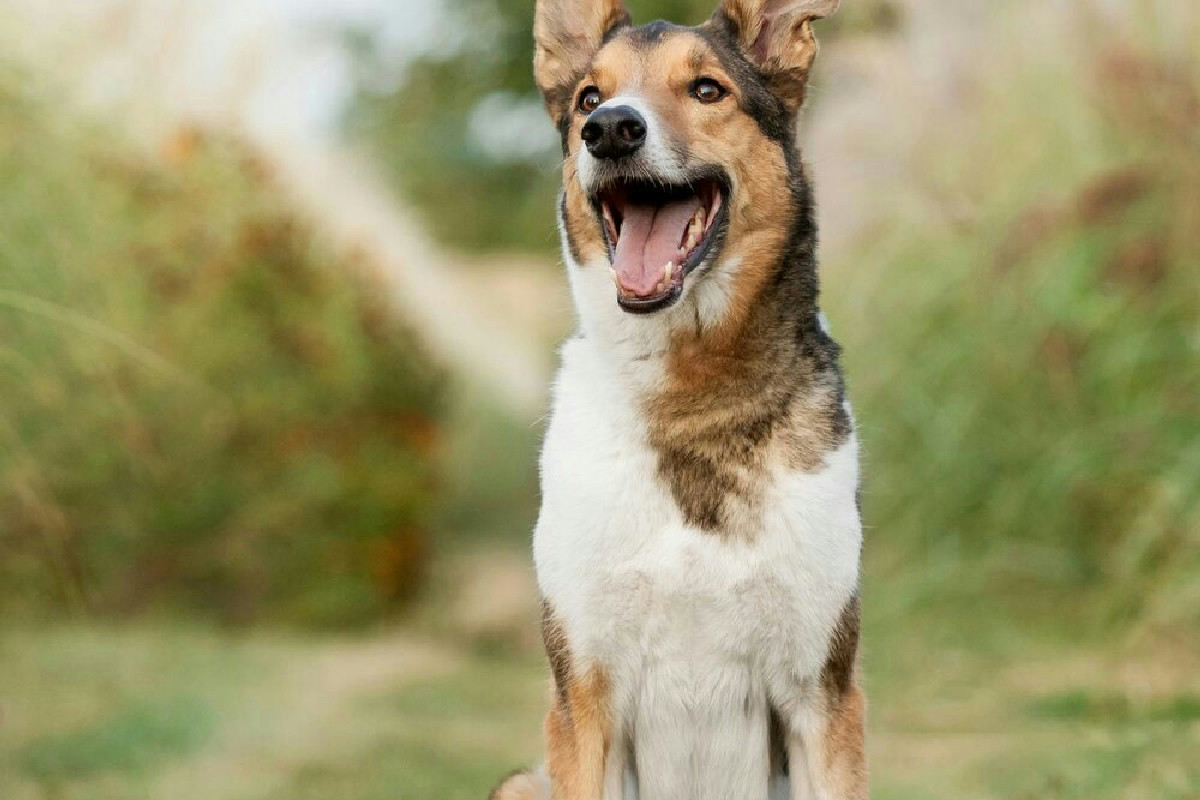 Garantire un intestino sano e forte al cane con accorgimenti semplici ed efficaci ogni giorno