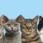 Gatti scatenati in casa? Ecco 21 trucchi efficaci per fermare giorni movimentati e peli ovunque