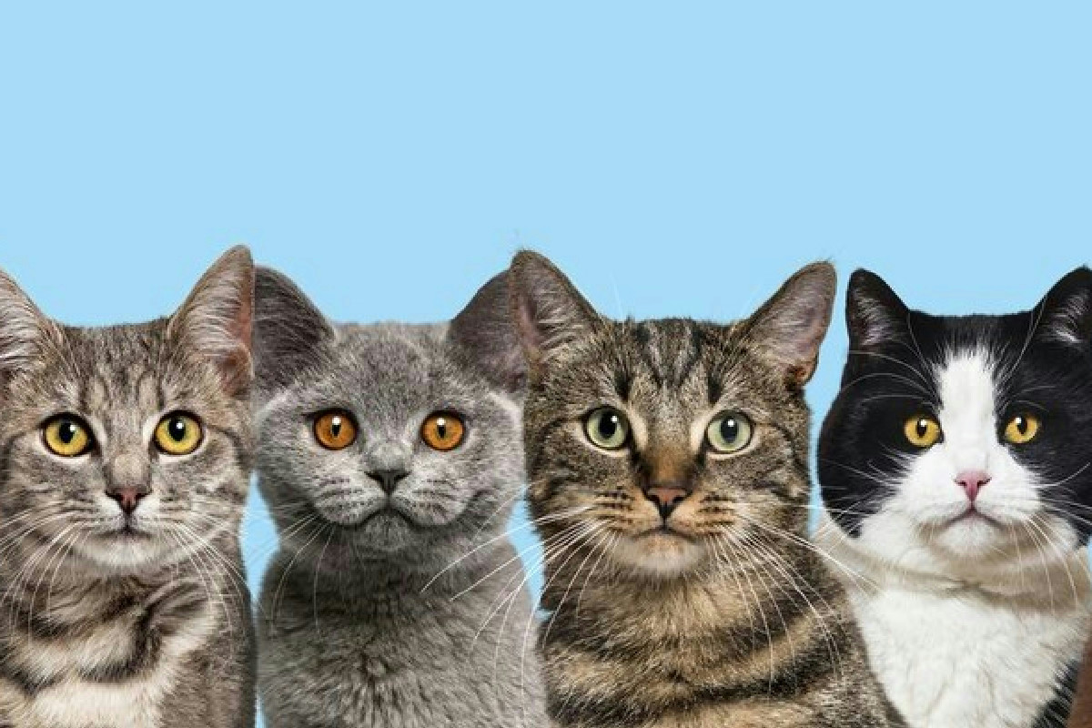 Gatti scatenati in casa? Ecco 21 trucchi efficaci per fermare giorni movimentati e peli ovunque