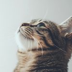 Gatto esigente in casa: cause nascoste e strategie per tenerlo felice ogni giorno senza compromessi