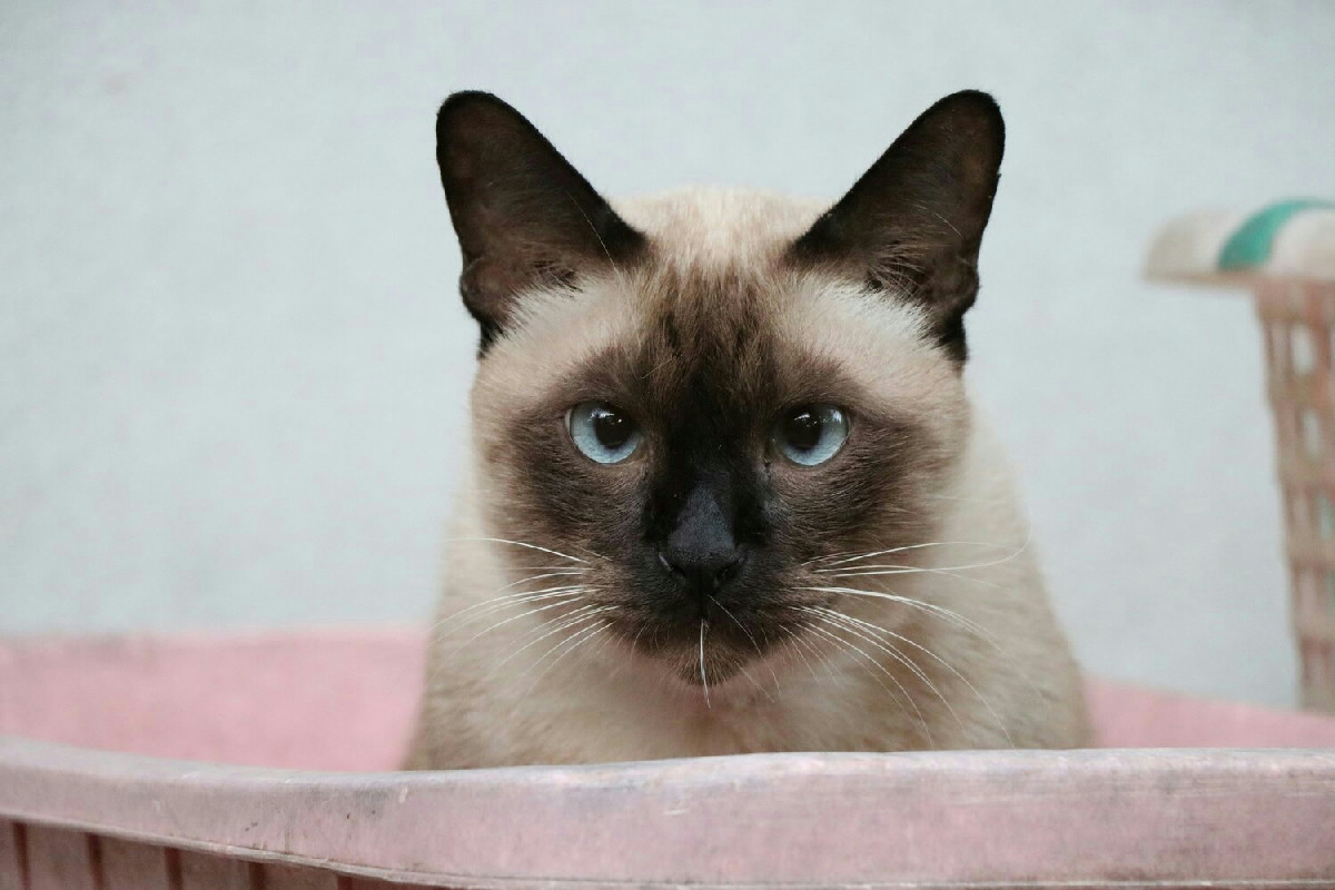 Gatto Siamese: caratteristiche del carattere, consigli di cura e alimentazione equilibrata per la convivenza