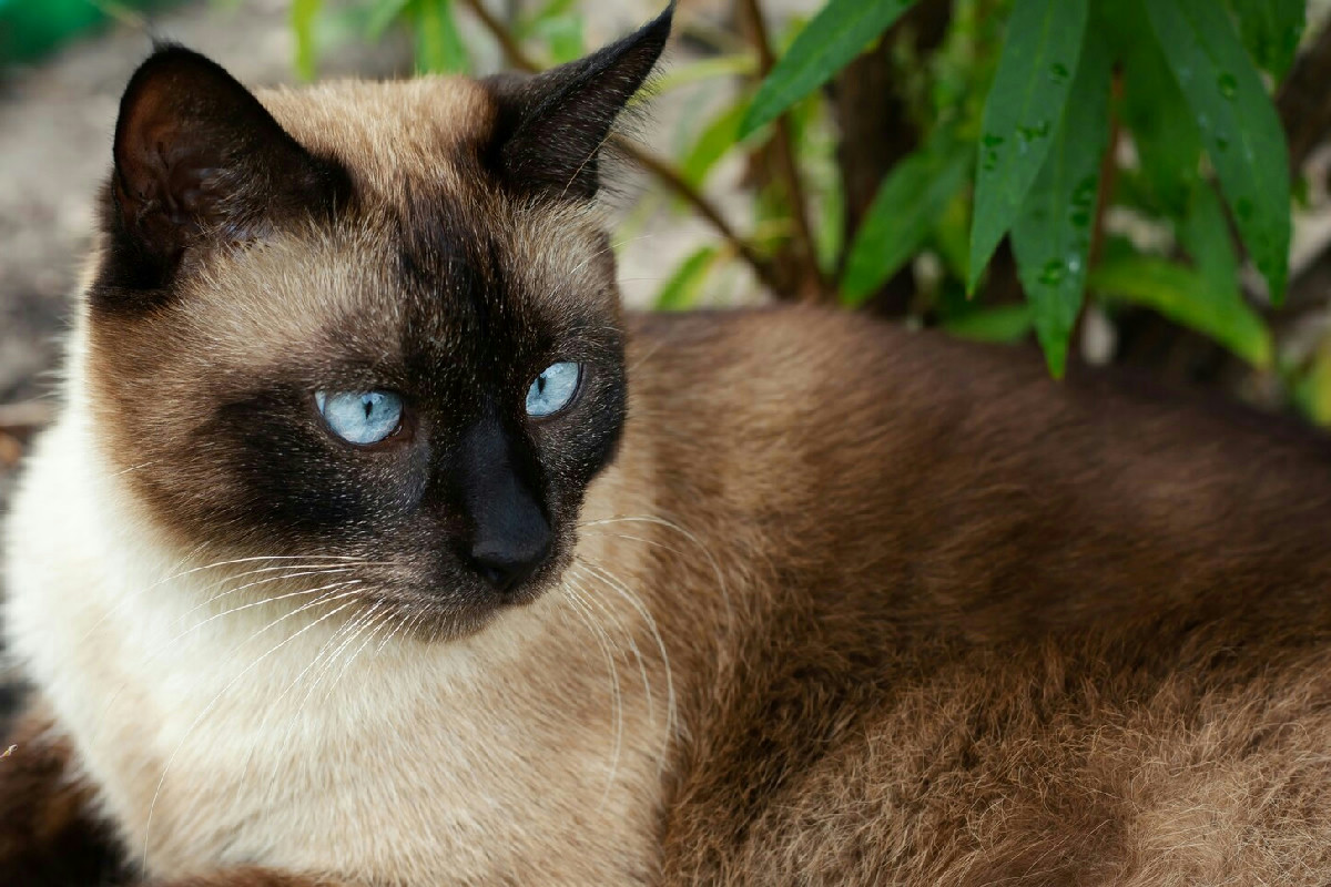 Gatto Siamese: caratteristiche del carattere, consigli di cura e alimentazione equilibrata per la convivenza