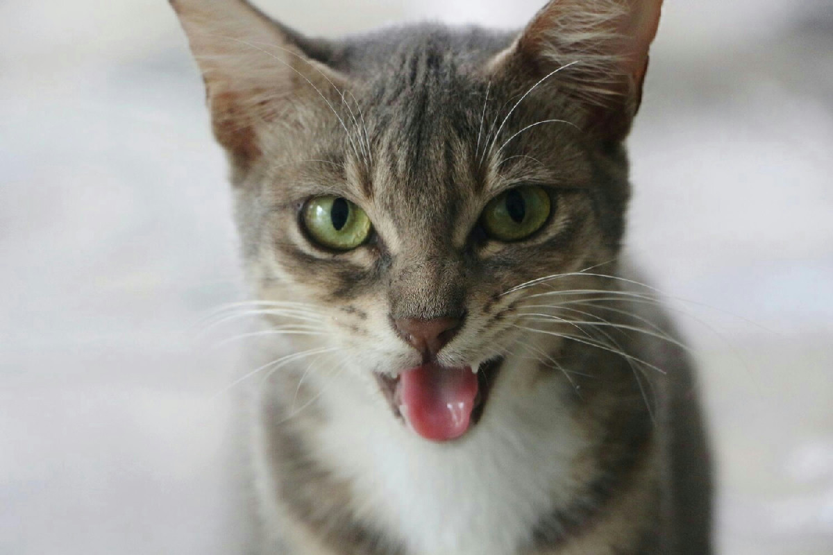 Gatto stressato: le cause più comuni del miagolio continuo e come riconoscerle facilmente