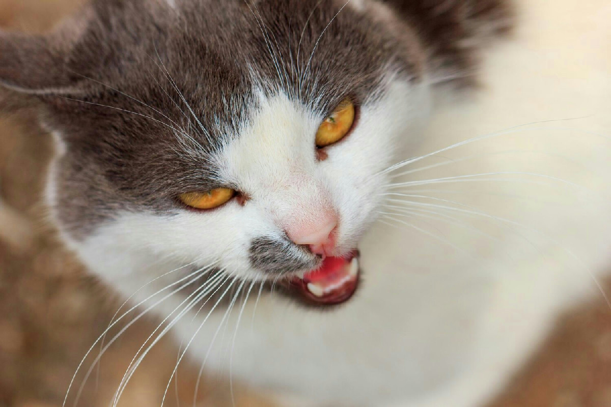 Gatto stressato: le cause più comuni del miagolio continuo e come riconoscerle facilmente