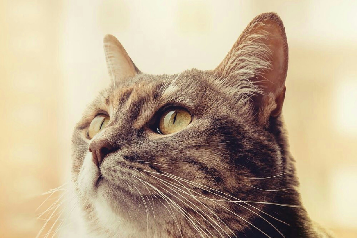 Infezioni auricolari nei gatti: come riconoscere i sintomi e garantire cure efficaci per la salute felina