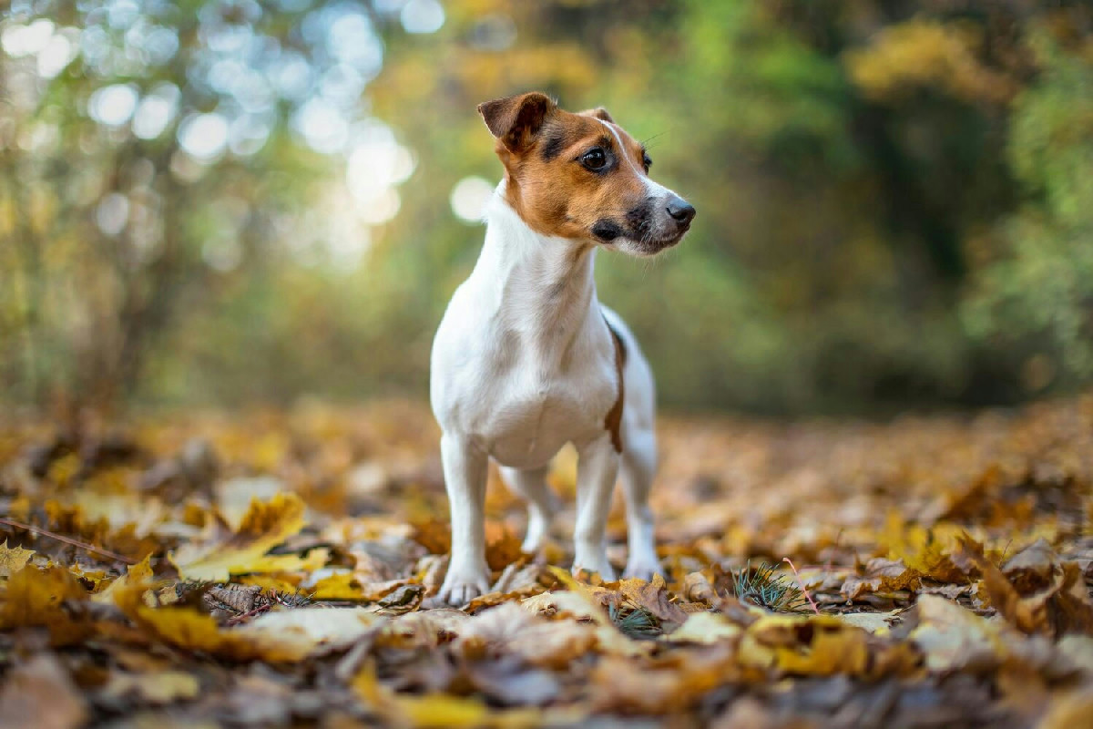 Jack Russell Terrier: il piccolo cane energico che ha bisogno di attenzioni speciali per vivere felice