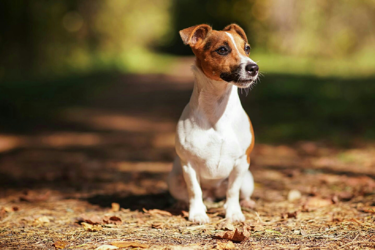 Jack Russell Terrier: il piccolo cane energico che ha bisogno di attenzioni speciali per vivere felice