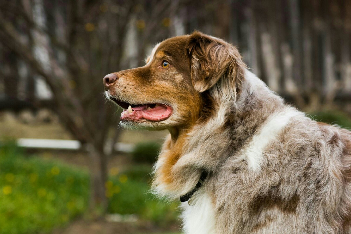 L’apprendimento nei cani anziani cambia: l’importanza di iniziare l’addestramento in età matura