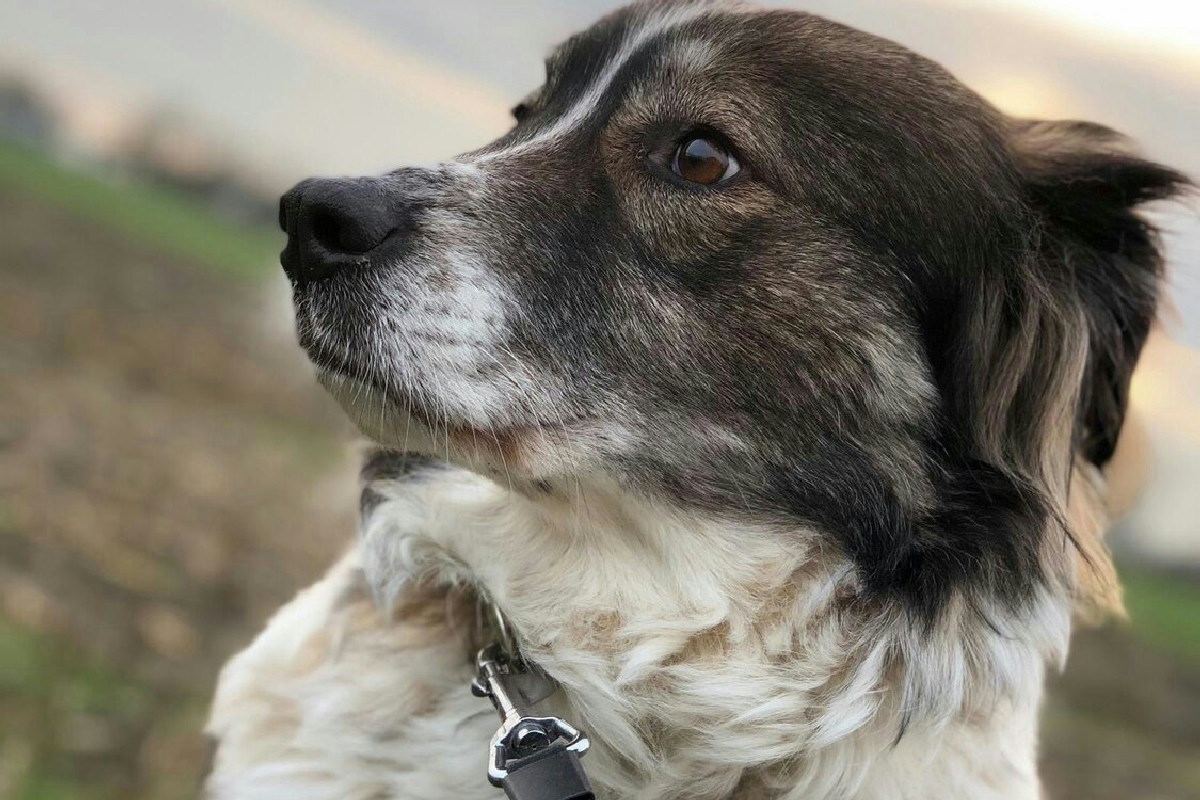 L’apprendimento nei cani anziani cambia: l’importanza di iniziare l’addestramento in età matura