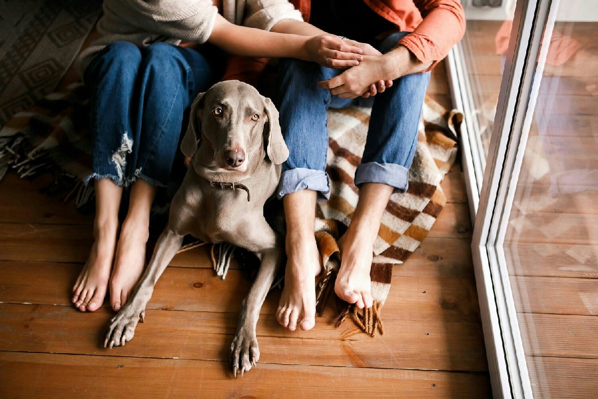L’arrivo di un nuovo animale in casa: consigli per un inserimento sereno e duraturo