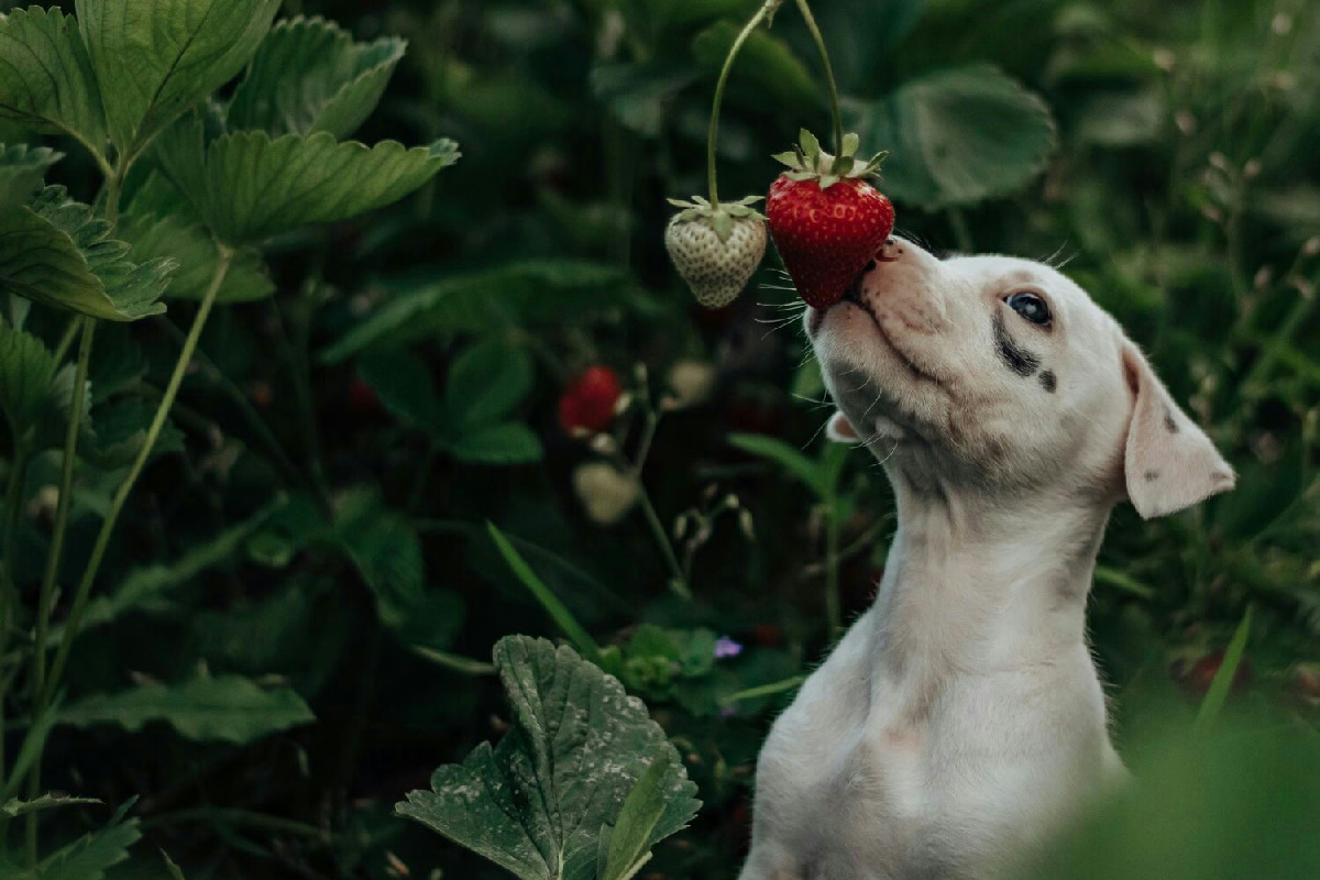 L’unico modo sicuro per far gustare le fragole ai cani senza mettere a rischio la loro salute