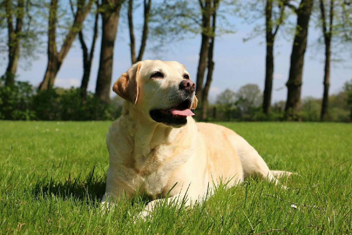 Il Labrador Retriever: cane affettuoso per la famiglia che richiede cure e attenzioni quotidiane