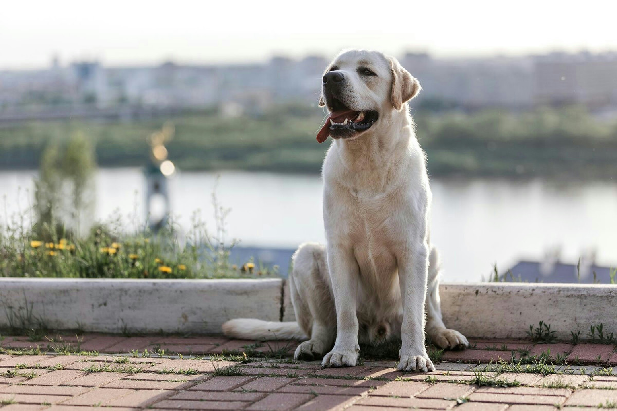 Il Labrador Retriever: cane affettuoso per la famiglia che richiede cure e attenzioni quotidiane