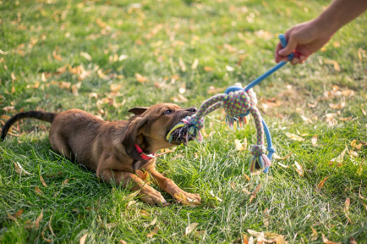 Il legame unico che nasce giocando con il cane va ben oltre il semplice lancio della pallina