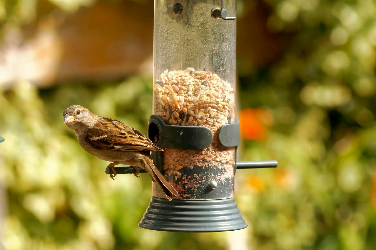 Mangimi selezionati per uccelli: guida pratica per un’alimentazione naturale e sana tutto l’anno