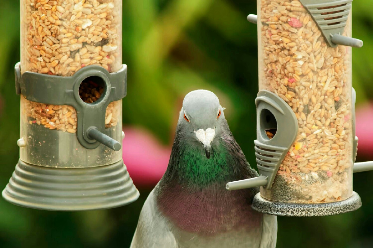 Mangimi selezionati per uccelli: guida pratica per un’alimentazione naturale e sana tutto l’anno