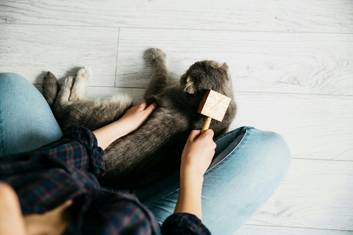 Metodi efficaci per eliminare facilmente i peli di cane e gatto e mantenere la casa sempre pulita
