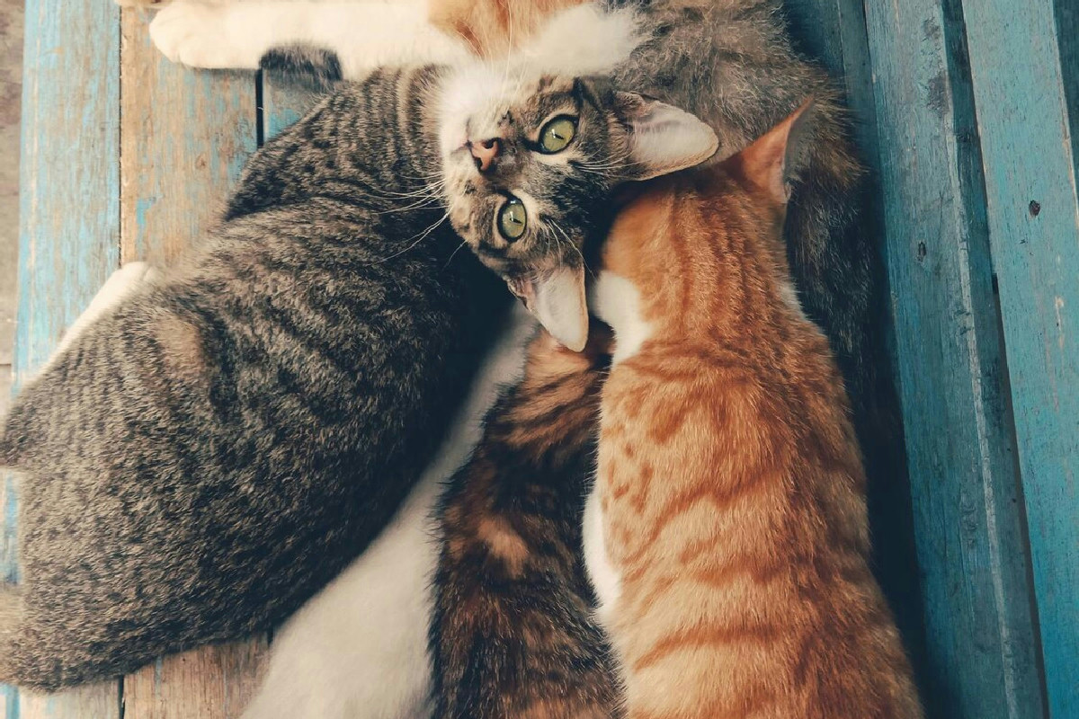 Il momento giusto per accogliere un nuovo gatto in famiglia cambia in base alla situazione