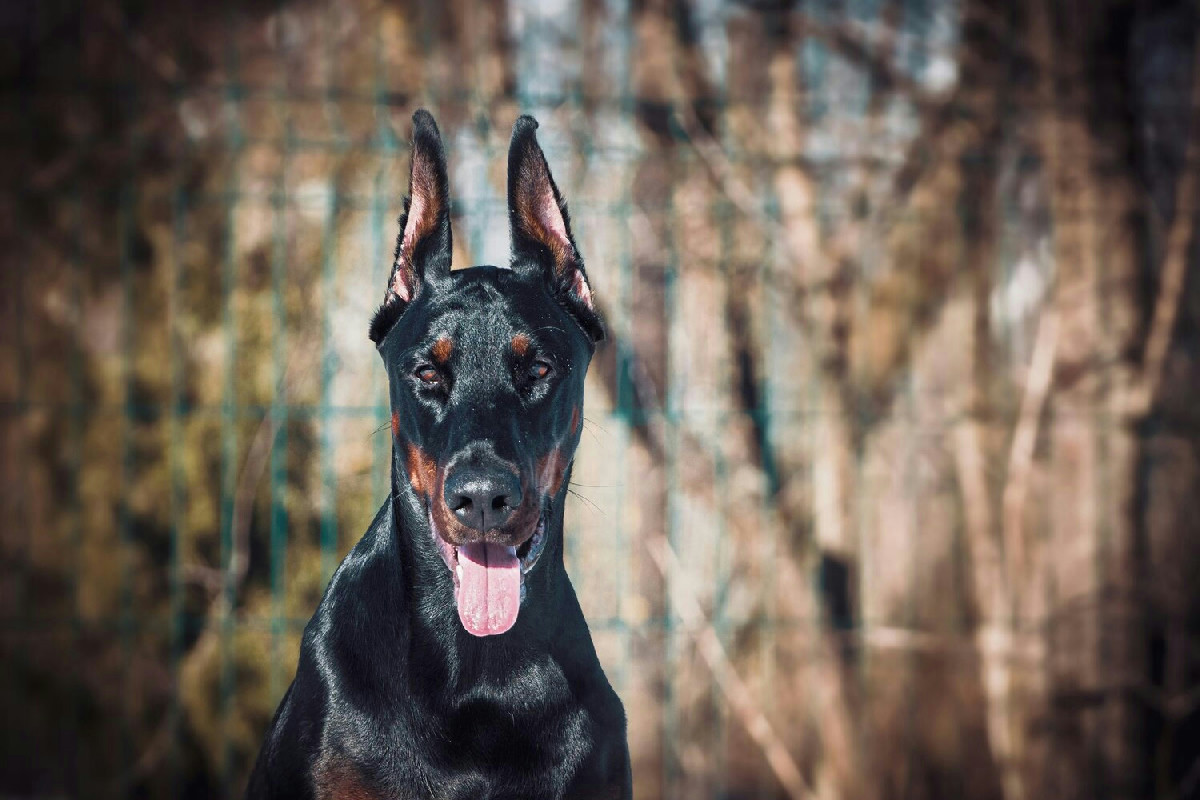 Il nuovo sistema di controllo per proprietari di cani genera dubbi e discussioni tra le famiglie