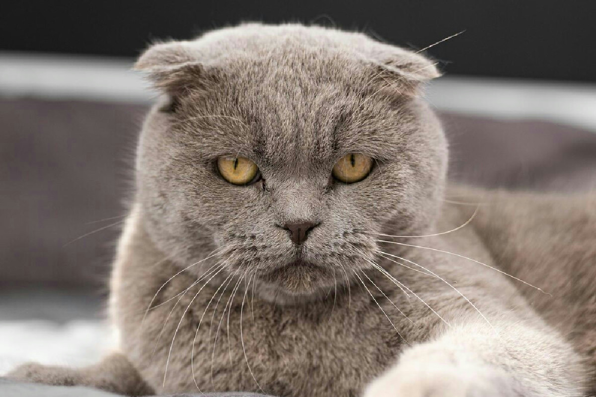 In Olanda vietati i gatti Scottish Fold e Sphynx: problemi di salute legati alla selezione estrema