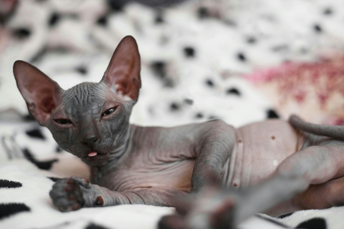 In Olanda vietati i gatti Scottish Fold e Sphynx: problemi di salute legati alla selezione estrema