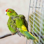 Parrocchetti ondulati: come il loro cervello elabora il linguaggio e la comunicazione complessa