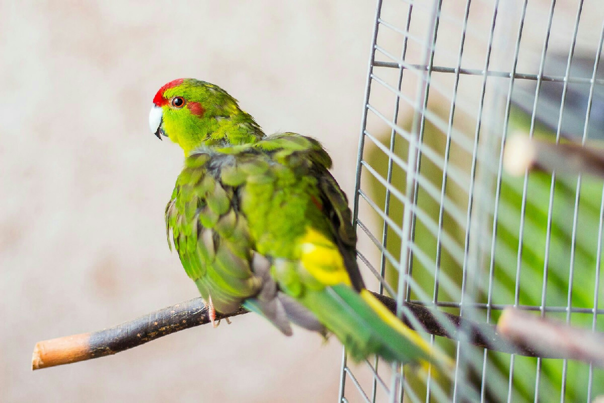 Parrocchetti ondulati: come il loro cervello elabora il linguaggio e la comunicazione complessa