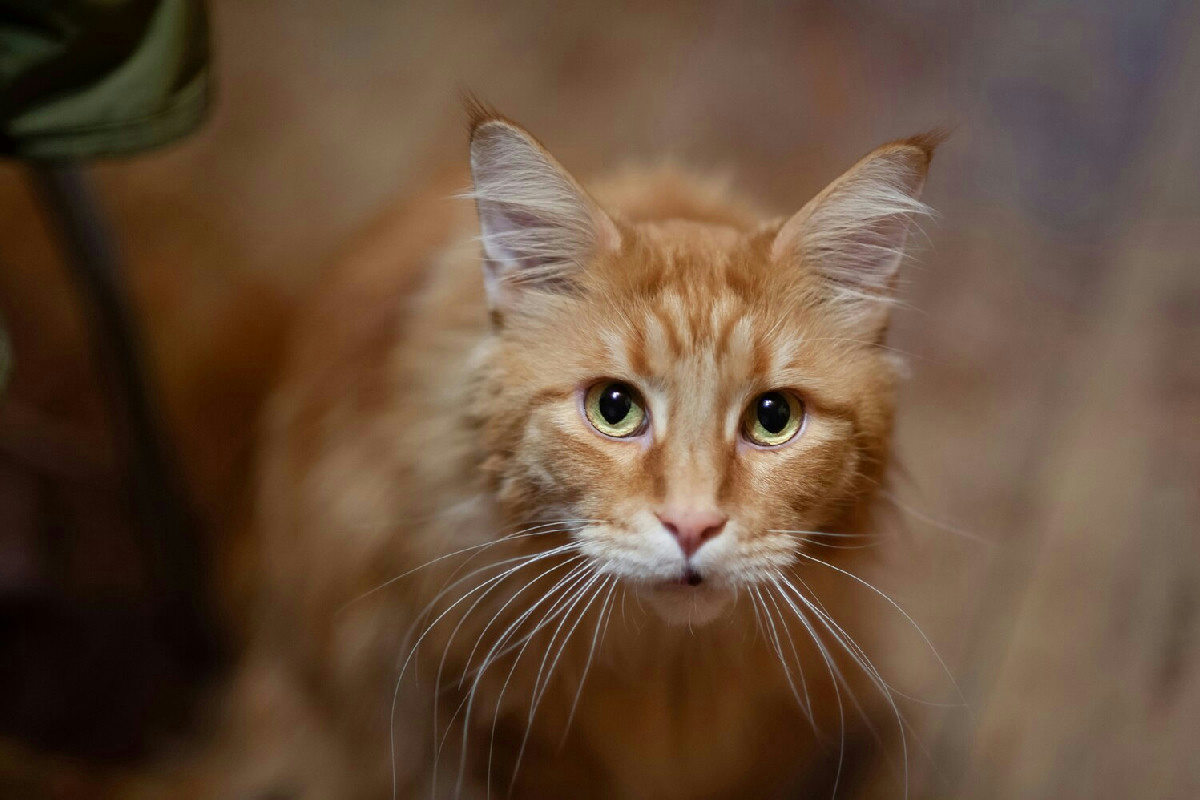 Perché alcuni gatti hanno il pelo arancione: fatti e ragioni di questo colore affascinante