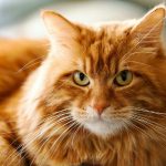 Perché alcuni gatti hanno il pelo arancione: fatti e ragioni di questo colore affascinante