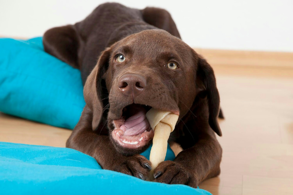 Perché il cane morde con tanta energia: l'istinto che lo spinge a masticare senza sosta